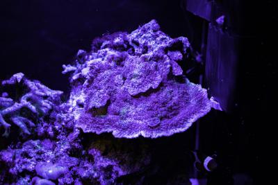 montipora1.jpg