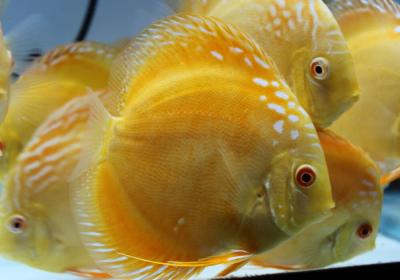 discus-marlboro-albino-1.jpg