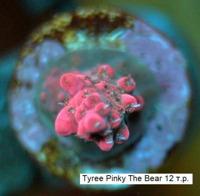 Tyree Pinky The Bear 12000.jpg