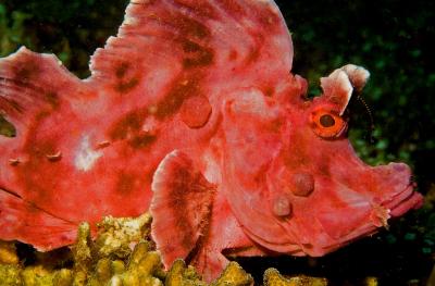 1200px-Rhinopias_eschmeyeri_JRM.jpg