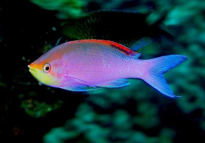 Pseudanthias_tuka.jpg