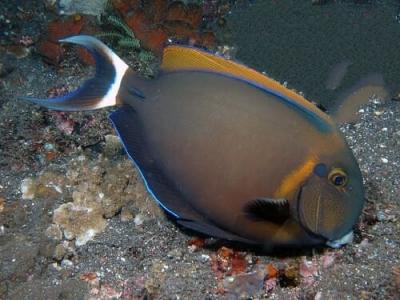 1528467763_acanthurus-bariene-3.jpg