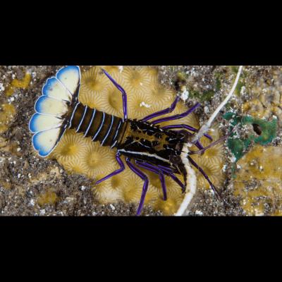 panulirus-versicolor-langouste-bleue-6-8cm.jpg