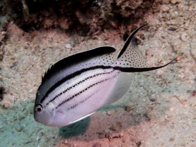 Blackstriped_angelfish_(Genicanthus_lamarck)_(35679627131).jpg