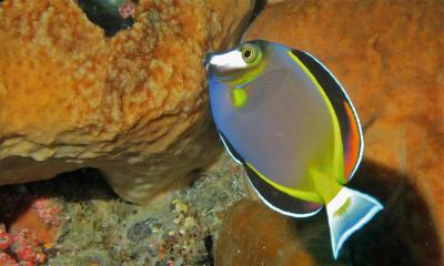 Japanese_Surgeonfish_(Acanthurus_japonicus)_(8481921389) (1).jpg