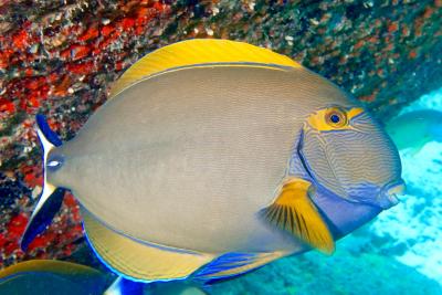 Eyestripe_surgeonfish_-_Chirurgien_couronné_(Acanthurus_dussumieri).jpg