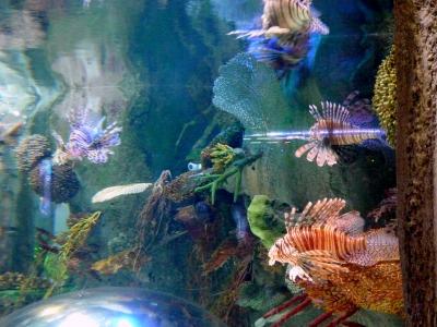 P1030517 - копия.JPG