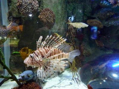 P1030512 - копия.JPG