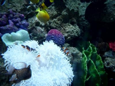 P1030518 - копия.JPG