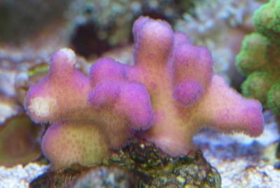 stylophora_sp_pink.jpg