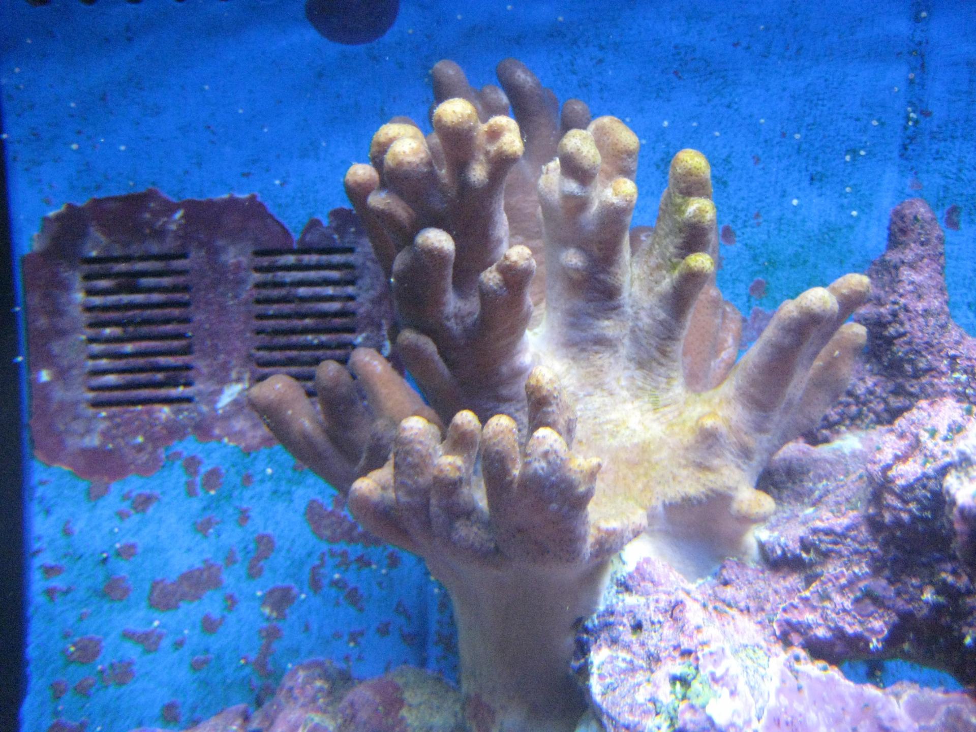 Что с кораллом подскажите плз))) - Кораллы - Морской аквариум. Форумы  ReefCentral.ru