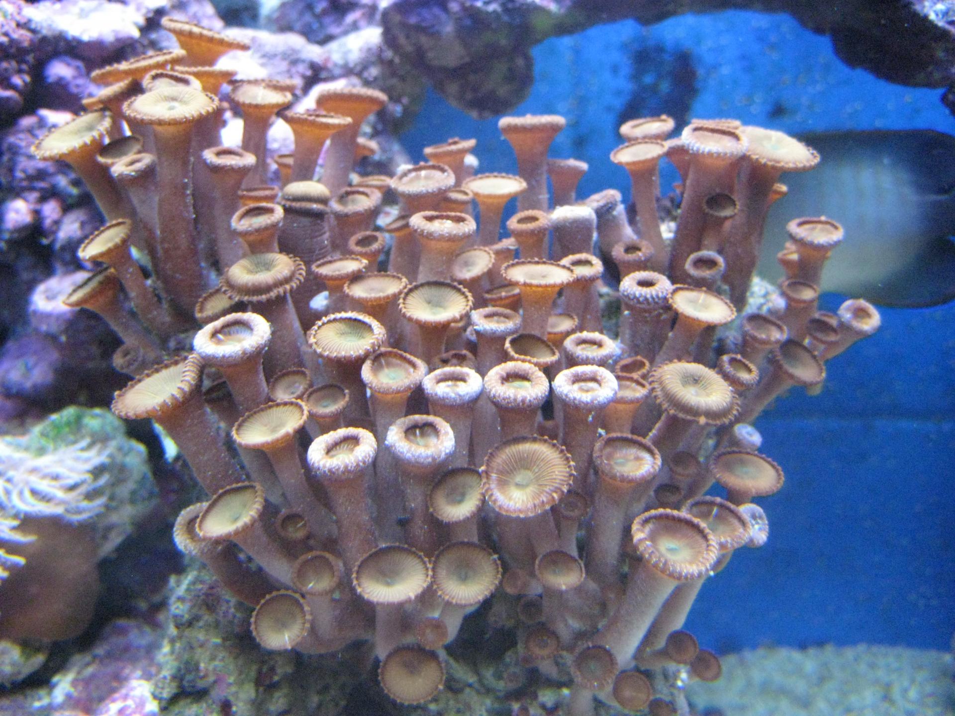 Что с кораллом подскажите плз))) - Кораллы - Морской аквариум. Форумы  ReefCentral.ru