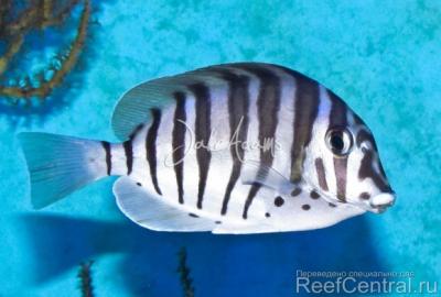 zebra-tang-wm-620x418.jpg