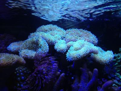 IMG_3026.JPG
