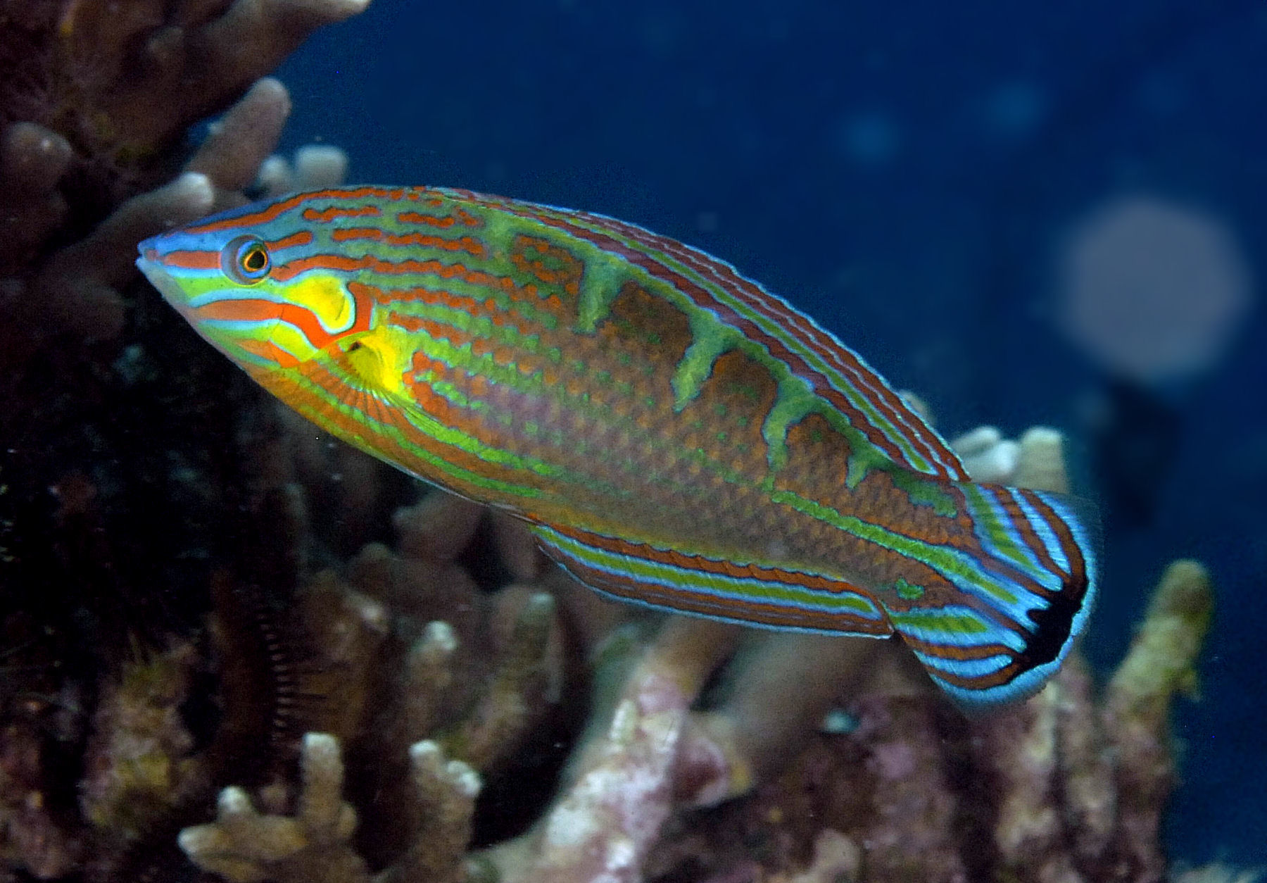 Crescent tail fairy wrasse