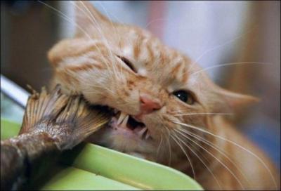 772129__feed-me_p.jpg