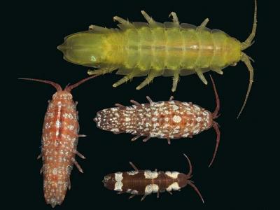 isopoda_idotea_balthica.jpg