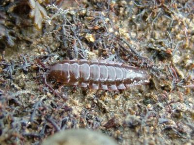 isopoda_idotea_balthica_1.jpg