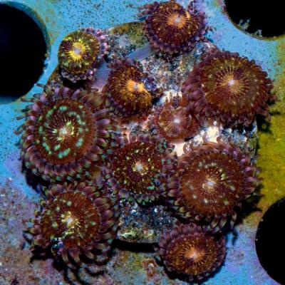 zoanthus-sp-reverse-space-monster-zoa.jpg