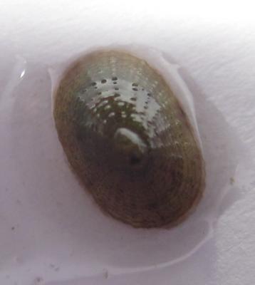 Моллюск-1.jpg
