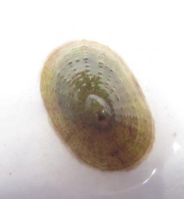 Моллюск-2.jpg