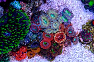 Acan-Garden-and-Plate-Coral.jpg.90d198def1088dffee622fdf6db1643b.jpg