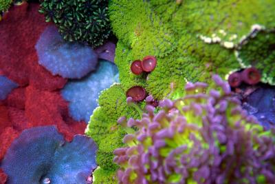 Soft_MushroomAndOldPolyps.jpg.15d74f2d9d306e9cb81973b7d1b373e7.jpg