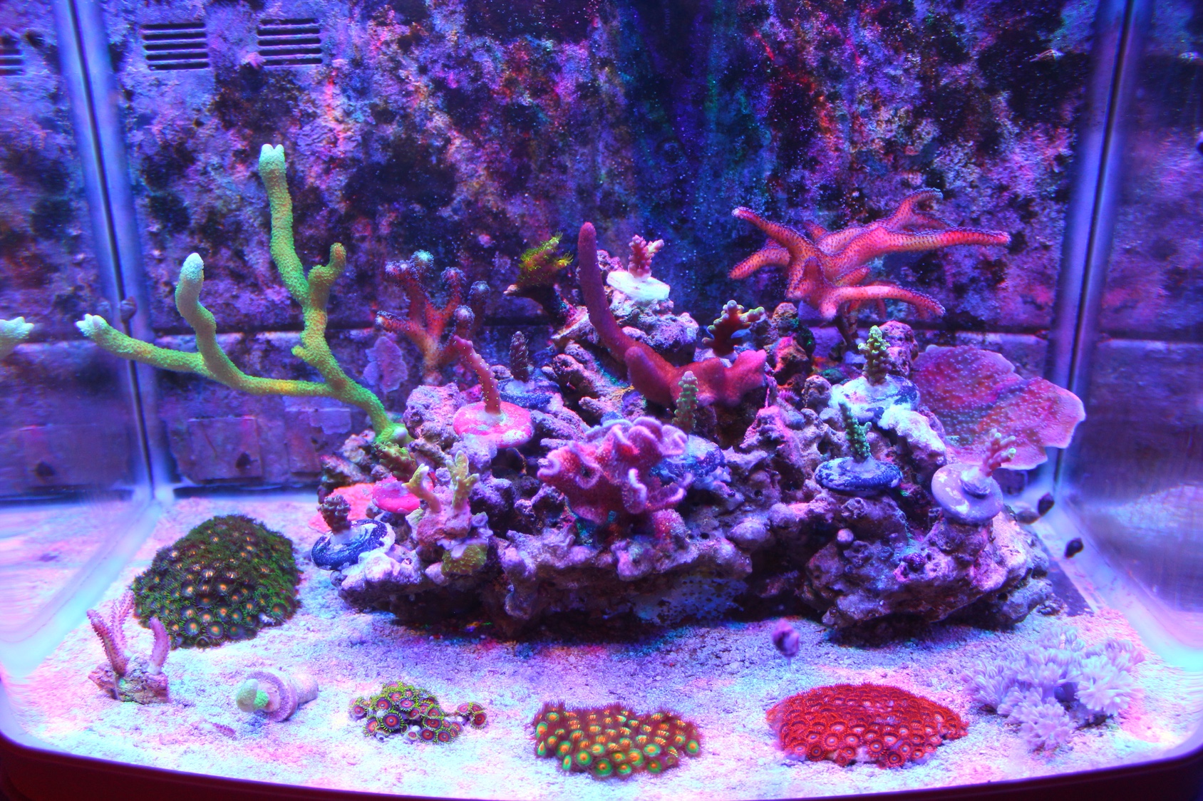 Reefcentral. Маленький морской аквариум. Морская звезда в аквариуме. Критский морской аквариум. Спектр для морского аквариума.