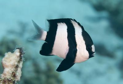 dascyllus_aruanus_141316516_orlandin.jpg