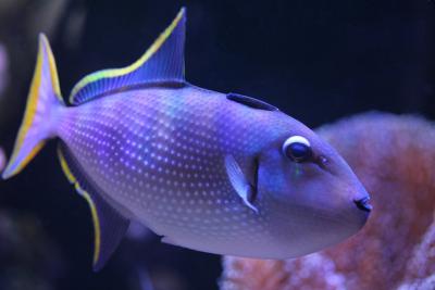 Xanthichthys auromarginatus male.jpg