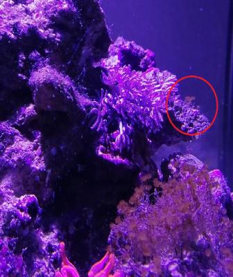 Hydroids 2.jpg