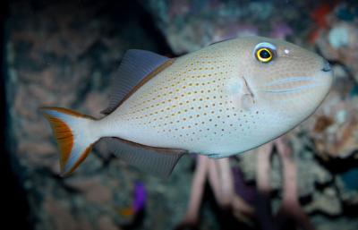 Sargassum_triggerfish_Xanthichthys_ringens.jpg