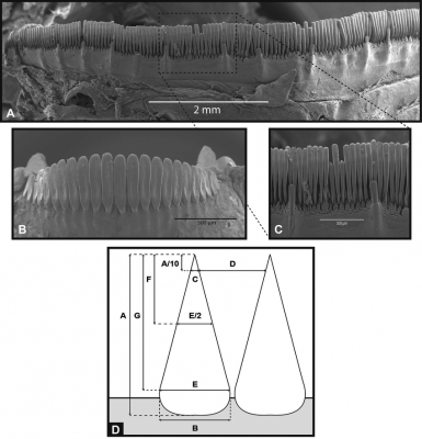 Scanning-electron-microscopy-images-of-premaxillary-teeth-A-mechistodont-Salarias.png