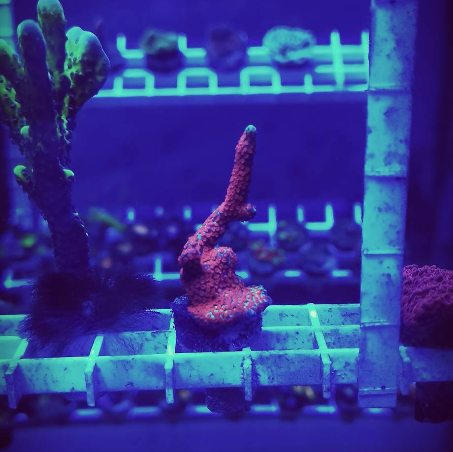 Монтипора bubble gum - БАРАХОЛКА - Морской аквариум. Форумы ReefCentral.ru