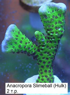 montipora_hulk_2000.jpg