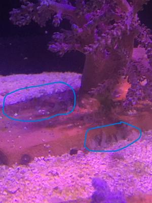 Капнелла отростки.jpeg