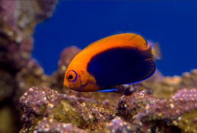 africaflamebackangelfish.jpg