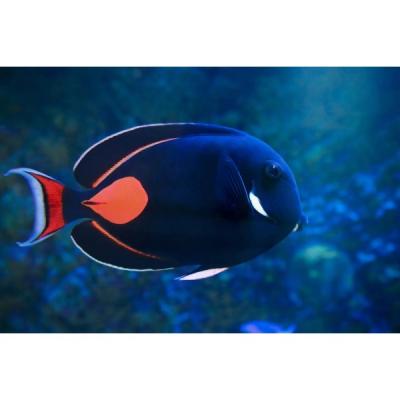 Achilles Tang_副本-600x600.jpg