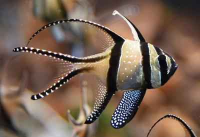 Banggai-Kardinalbarsch_(Pterapogon_kauderni)_-_5340 (1).jpg