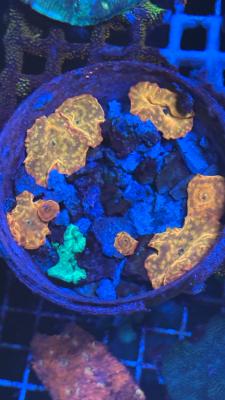 Изображение WhatsApp 2025-09-03 в 12.29.50_80da9940.jpg