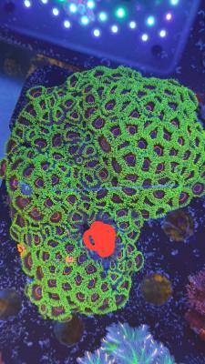 Изображение WhatsApp 2025-09-03 в 12.29.53_4794ad28.jpg