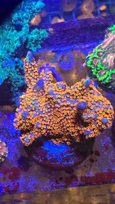 Изображение WhatsApp 2025-09-03 в 12.29.52_6d8f11d7.jpg