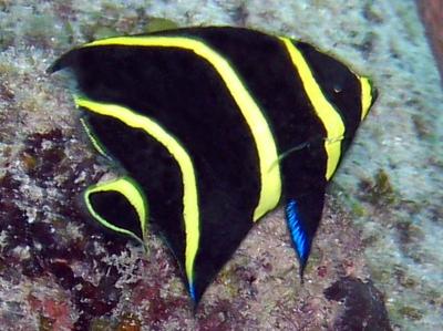 frenchangel8.jpg