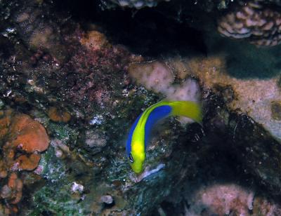 Pseudochromis_flavivertex.jpg
