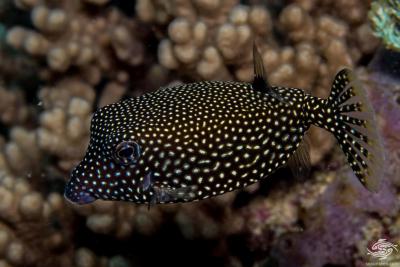 spotted-boxfishin-coral-reef-zwxeu1t91998t4vo.jpg