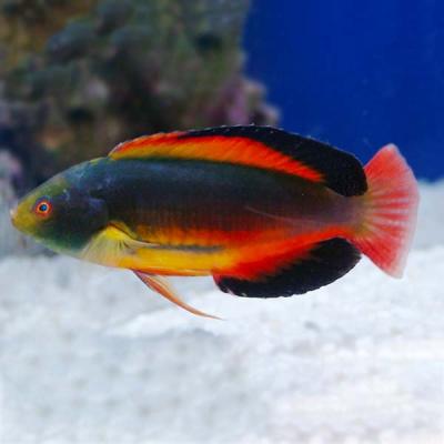 large_12607_Scotts_Fairy_wrasse_Fiji_LRNR.jpg