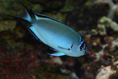 Female_Genicanthus_watanabei.jpg