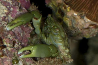 Female_Mithraculus_sculptus_Crab.jpg