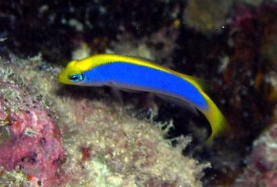 sunrise-dottyback-pseudochromis-flavivertex-1 (1).jpg