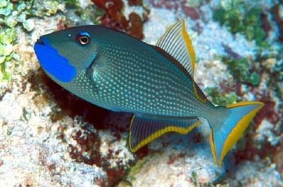 1447946067_xanthichthys-auromarginatus-3.jpg.c2a84fc09fa336754bcaa9f7887f1aa6.jpg
